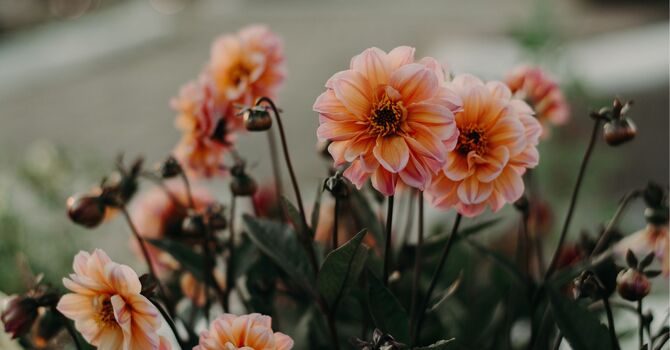 What Serving CNY Means to Me image